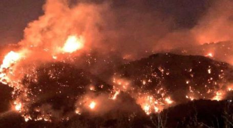 غرينبيس: 104 حرائق في لبنان في الـ 24 ساعة الماضية  ونحضّ  على إعلان حال طوارئ مناخية
