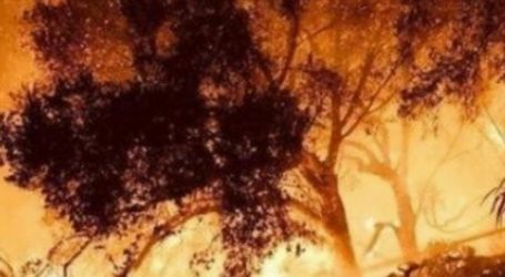 مجموعة ABC تتبرع بمئة مليون ليرة لبنانية لجمعية جذور لبنان  لإعادة تشجير الغابات اللبنانية التي دمرتها الحرائق  