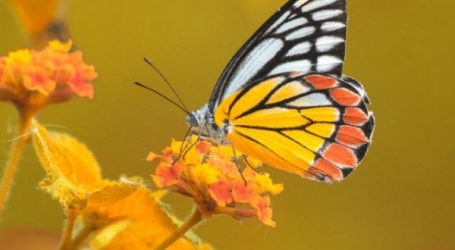 عشر حقائق مثيرة عن الفراشات.. مسؤولة عن الصحة العقلية للإنسان