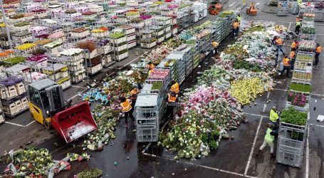 تجارة الأزهار في هولندا… قصة ازدهار وانهيار أبطالها “فيروسات”
