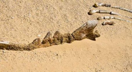 اكتشاف أول أحفورية لحوت برمائي في الفيوم- مصر  تعود إلى 43 مليون سنة