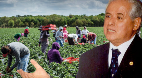 عودة العاملات المغربيّات إلى حقول الفراولة الإسبانيّة:  معاناة واغتراب